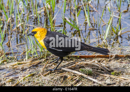 Gelbe Spitze Blackbird (Xanthocephalus Xanthocephalus) bunte gelb leitete Vogel, auf der Suche nach Nahrung, in flachen Teich. Stockfoto