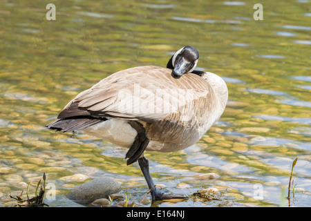 Gans posiert auf einem Bein Stockfoto