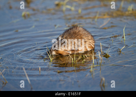 Bisamratte (Ondatra Zibethicus) Fütterung, mit Reflexion in das seichte Wasser voll bunten braunen Körper aus dem Wasser Stockfoto