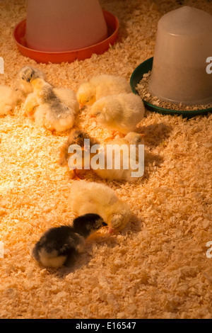 Haushühner, junge Küken unter der Wärmelampe. Stockfoto