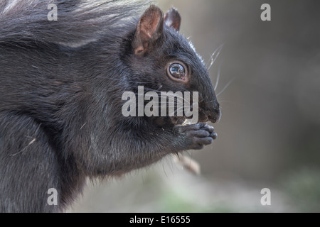 Schwarzen Eichhörnchen (Sciurus Carolinensis), Bushy tailed, hautnah beim stehen auf hölzernen Feeder und Essen. Stockfoto