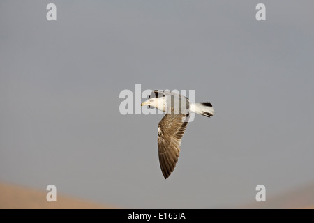 Gelb-legged Möve - Larus Cachinnans - 2. Winter/Sommer. Stockfoto