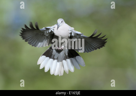 Rotflügel Taube Streptopelia decaocto Stockfoto