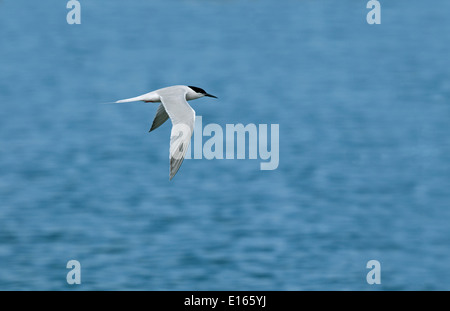 Rosigen Tern - Sterna dougallii Stockfoto