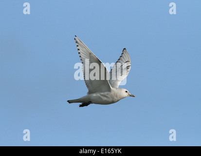 Elfenbein Gull - Pagophila Eburnea - Juvenile Stockfoto