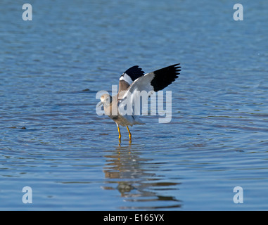 White-tailed Regenpfeifer - Vanellus leucurus Stockfoto