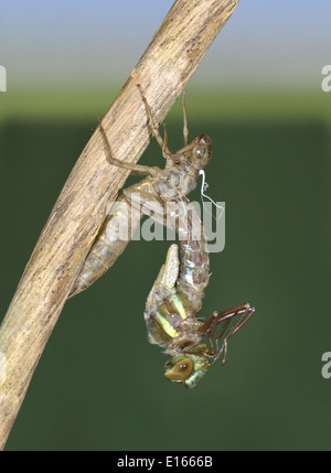 Braune Hawker - Aeshna grandis Stockfoto