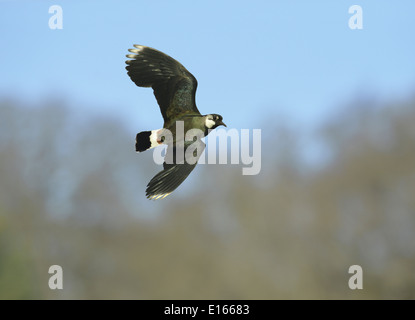 Kiebitz Vanellus vanellus Stockfoto