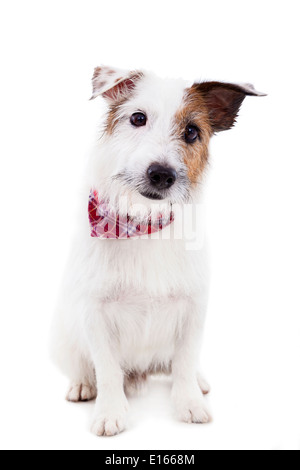 Welpen jack Russel Terrier Hund auf weißem Hintergrund Stockfoto