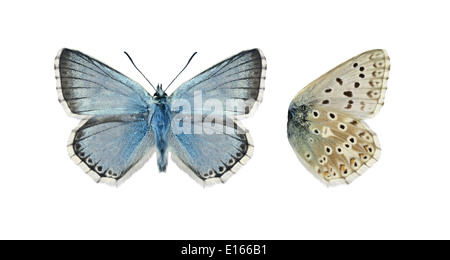 Chalkhill Blue Polyommatus Coridon - männlich Stockfoto