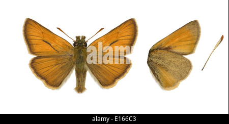 Kleine Skipper Thymelicus sylvestris Stockfoto