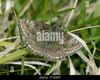 Schmuddeligen Skipper Erynnis tages Stockfoto