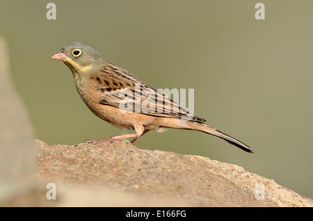 Ortolan Bunting Emberiza hortulana Stockfoto