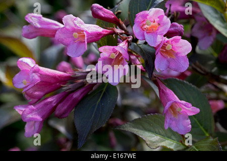 Weigela Florida, Foliis Purpureis Nahaufnahme Stockfoto