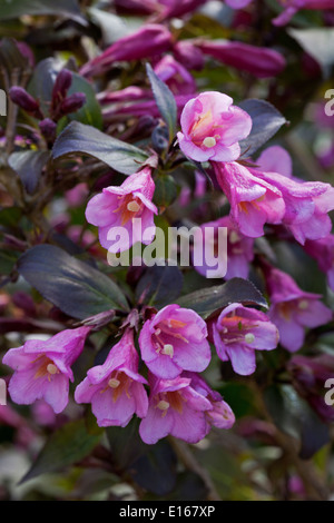 Weigela Florida, Foliis Purpureis Nahaufnahme Stockfoto