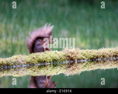 Ein Rotes Eichhörnchen (Sciurus Vulgaris) und ihre Reflexion in einem trinken pool Stockfoto