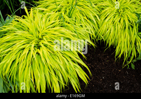 Hakonechloa Macra 'Alle Gold' oder japanischen Wald Rasen.  Schöne Ziergräser im Garten. Stockfoto