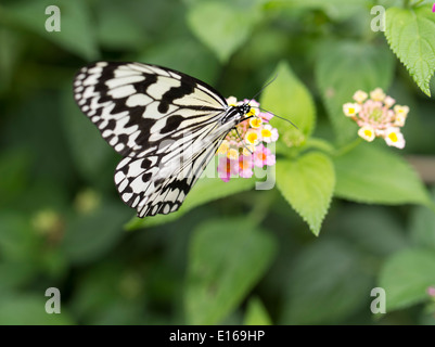 Idee Leuconoe - The Paper Kite, Reispapier, oder große Baumnymphe Schmetterling, Aka Insel, Kerama Inseln, Okinawa, Japan Stockfoto