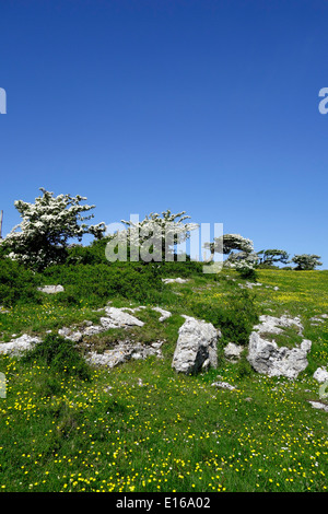 Humphrey Kopf Punkt mit Weißdorn (Crataegus Monogyna) im Frühling, Cumbria, England, UK Stockfoto