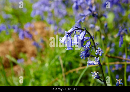 spät blühende Glockenblumen in der Seenplatte Cumbria uk Stockfoto