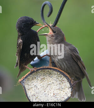 Brighton Sussex UK 24. Mai 2014 - ein Starling füttert seine lauten und hungrigen Jungen aus einem Futterhaus in einem Garten in Brighton Sussex heute Starling Zahlen im Vereinigten Königreich um 17 Prozent im vergangenen Jahr und die Zahlen in den britischen Gärten gesunken durch eine erstaunliche vier Fünftel in den letzten 25 Jahren Credit gesehen: Simon Dack/Alamy Live News Stockfoto