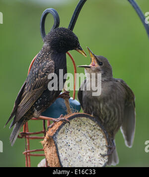 Ein Starling füttert seine lauten und hungrigen Jungen aus einem Futterhaus in einem Garten in Brighton, Sussex heute UK Stockfoto