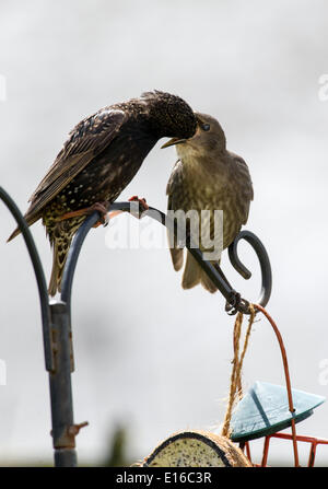 Brighton Sussex UK 24. Mai 2014 - ein Starling füttert seine lauten und hungrigen Jungen aus einem Futterhaus in einem Garten in Brighton Sussex heute Starling Zahlen im Vereinigten Königreich um 17 Prozent im vergangenen Jahr und die Zahlen in den britischen Gärten gesunken durch eine erstaunliche vier Fünftel in den letzten 25 Jahren Credit gesehen: Simon Dack/Alamy Live News Stockfoto