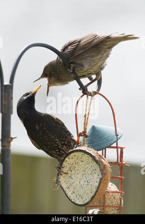 Brighton Sussex UK 24. Mai 2014 - ein Starling füttert seine lauten und hungrigen Jungen aus einem Futterhaus in einem Garten in Brighton Sussex heute Starling Zahlen im Vereinigten Königreich um 17 Prozent im vergangenen Jahr und die Zahlen in den britischen Gärten gesunken durch eine erstaunliche vier Fünftel in den letzten 25 Jahren Credit gesehen: Simon Dack/Alamy Live News Stockfoto