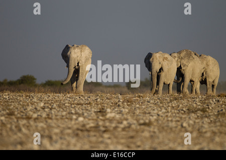 Elefanten in Namibia Stockfoto