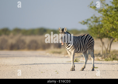 Zebra in Afrika Stockfoto