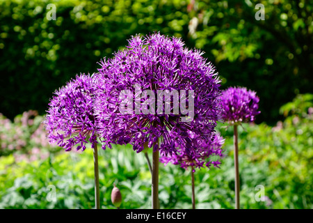 Hollandicum Allium 'Purple Sensation' im Frühjahr Stockfoto