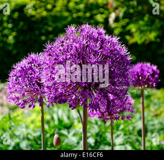Hollandicum Allium 'Purple Sensation' im Frühjahr Stockfoto