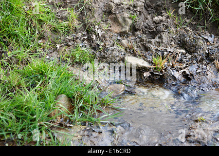 frisches Quellwasser sprudelt aus dem Boden Quelle Northumberland uk Stockfoto