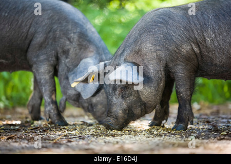 Zwei junge mallorquinische schwarze Schweine essen in einem Feld auf einem Bauernhof. Stockfoto