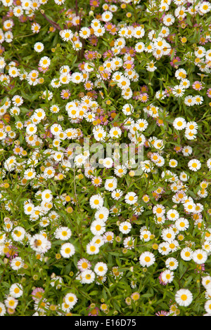 Teppich von Gänseblümchen Stockfoto