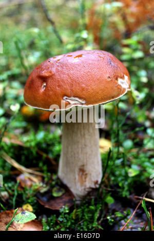 schöne und kleine Cep wächst im Wald Moos Stockfoto