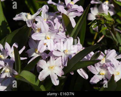 Scilla Forbesii, rosa Riese, großaufnahme vom Botanischen Garten in Oslo Norwegen Stockfoto