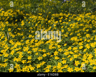 Anemone Ranunculoides, gelbe Anemone, bodenbedeckend im Botanischen Garten in Oslo Norwegen im Frühling Stockfoto