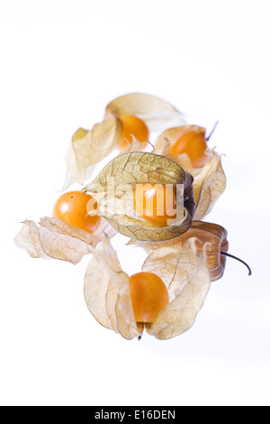 Physalis Peruviana. Physalis Früchte auf einem weißen Hintergrund. Stockfoto