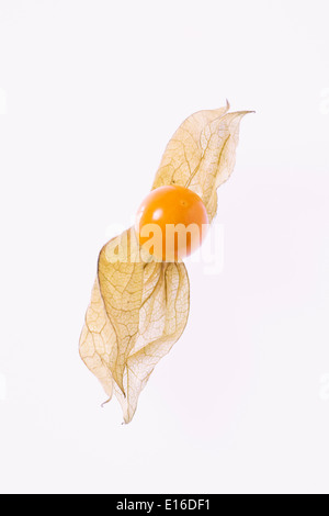 Physalis Peruviana. Eine einzige Frucht auf einem weißen Hintergrund. Stockfoto