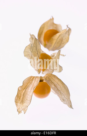 Physalis Peruviana. Drei Früchte auf einem weißen Hintergrund. Stockfoto