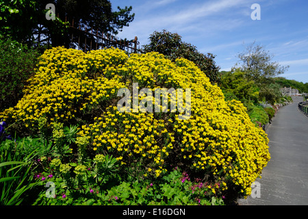 Genista Hispanica (spanische Ginster) in Blüte Stockfoto