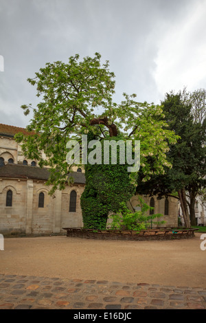 Robinie oder falsche Akazie (Robinia Pseudoacacia) - der älteste Baum in Paris, Platz Rene Viviani. Stockfoto