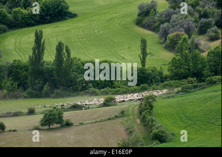 Massenhüten von Schafen in der Region Segarra in der Provinz Lleida im westlichen Teil der autonomen Gemeinschaft von Katalonien Spanien Stockfoto