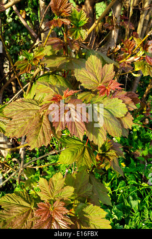 Neue Frühling Ahorn Laub (Acer Pseudoplatanus), UK Stockfoto