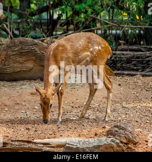 Eld Reh im zoo Stockfoto