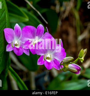 wunderschöne Orchidee in der Natur. Stockfoto