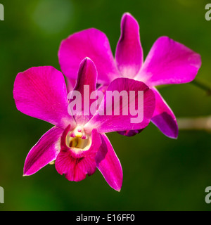 wunderschöne Orchidee in der Natur. Stockfoto