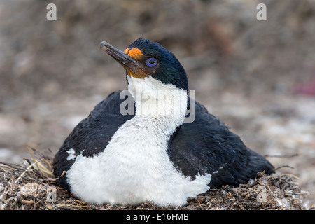 König Kormoran auf nest Stockfoto