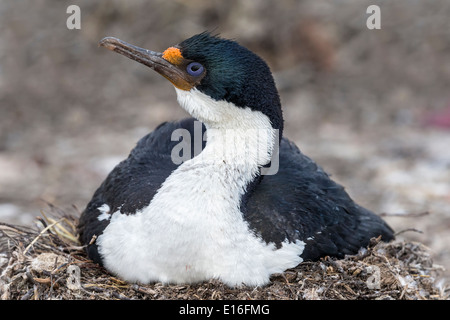 König-Kormoran Stockfoto